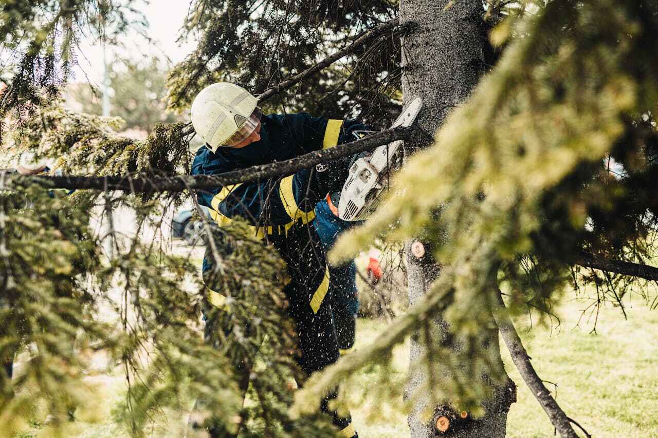 Best Tree Branch Trimming  in Mount Holly Springs, PA